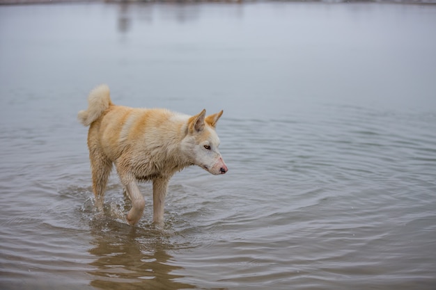 Le chien sur la rivière