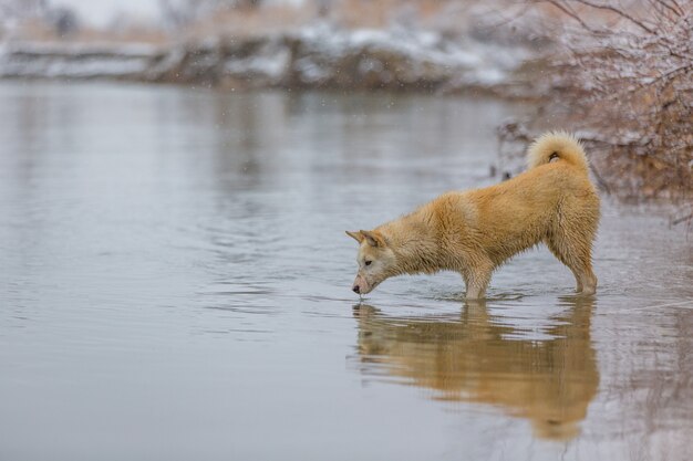 Le chien sur la rivière