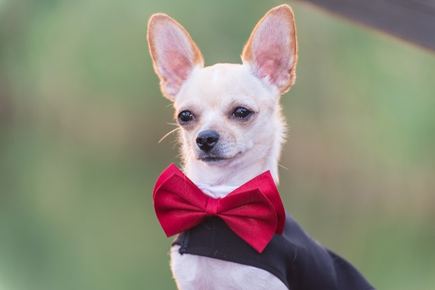 Un chien en robe de mariée