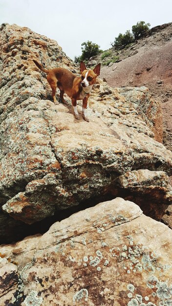 Photo un chien sur un rocher contre le ciel