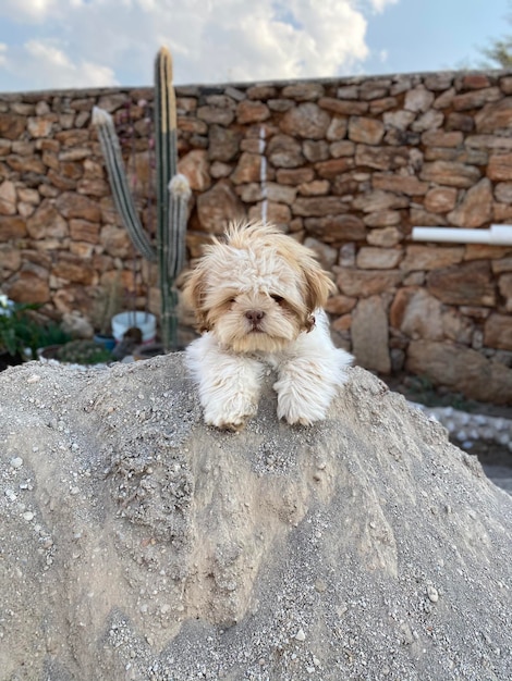 Photo le chien sur le rocher contre le mur l'animal de compagnie le mur le rocher le mur shitzu le chien