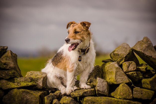 Photo chien sur le rocher par l'eau