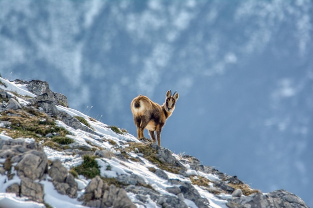 Photo chien sur le rocher