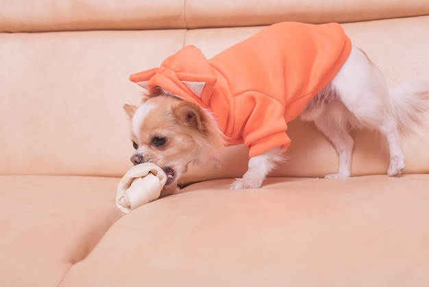 Le chien ronge un os Chihuahua mange sur un canapé beige