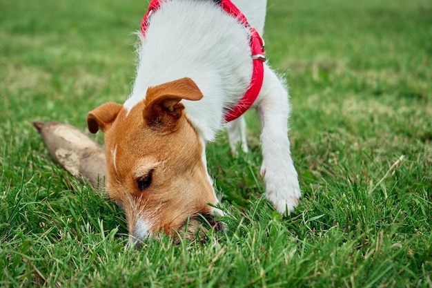 Chien rongeant le bâton jouant sur la pelouse avec de l'herbe verte