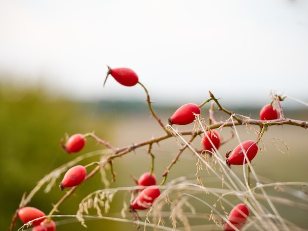 Chien rose sur une branche