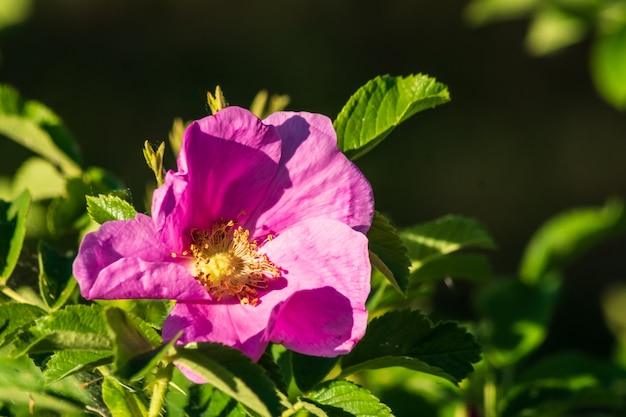 Chien rose fleur rose dans la brousse au printemps.