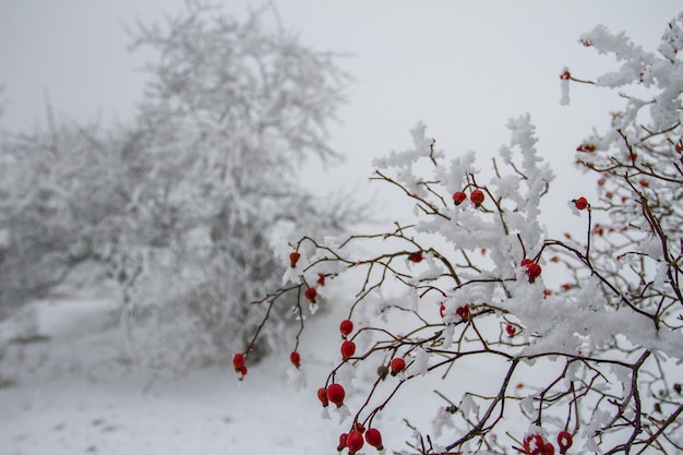 Chien rose en hiver