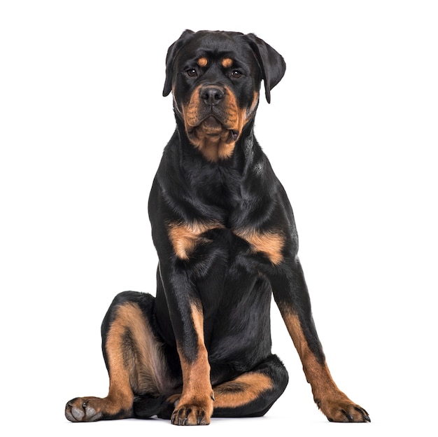 Photo chien rottweiler assis sur fond blanc