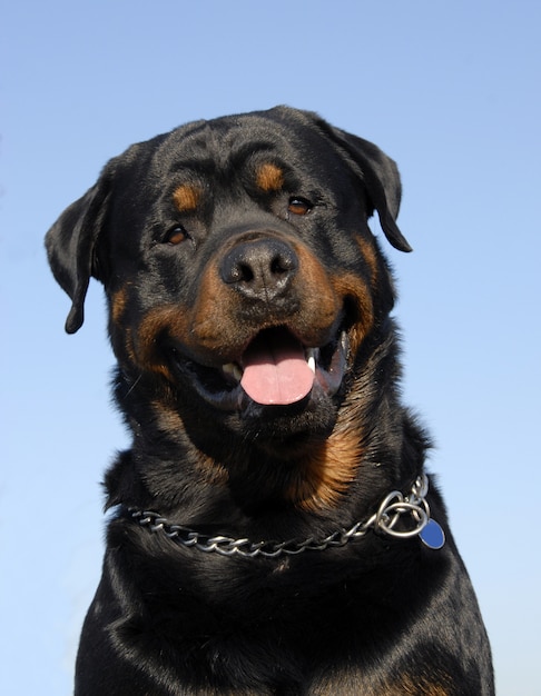 Chien Rottweiler avec ciel bleu