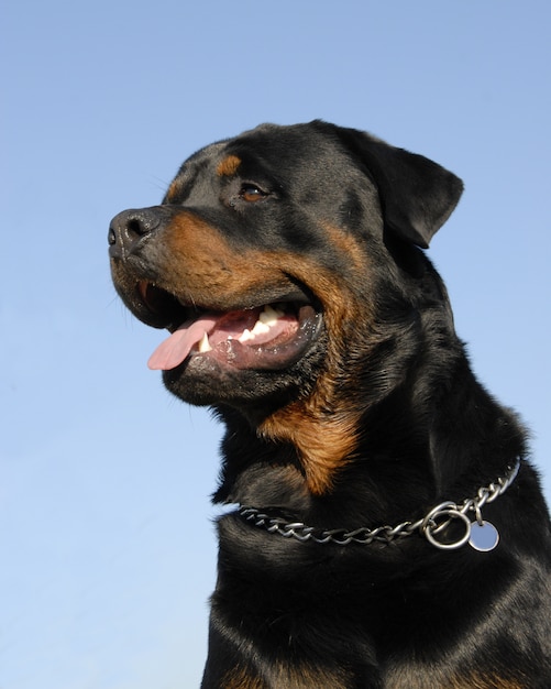 Chien Rottweiler avec ciel bleu