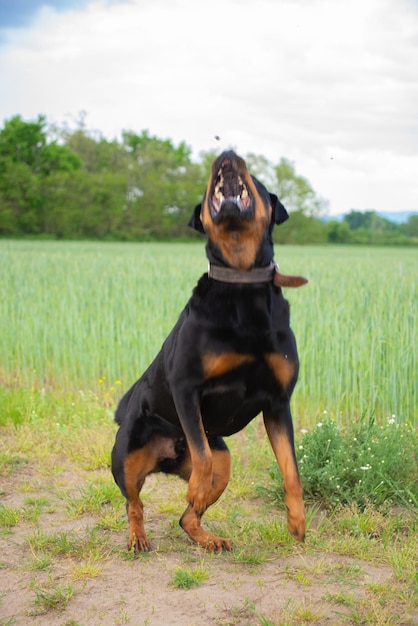 chien rottweiler dans la nature suit les ordres du propriétaire