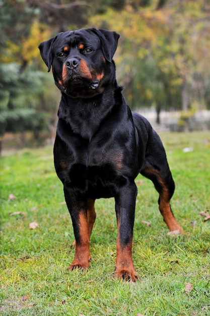 Chien Rottweiler debout dans un champ