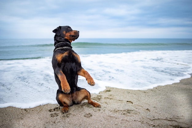 Le chien Rottweiler est assis sur la plage sur fond de mer