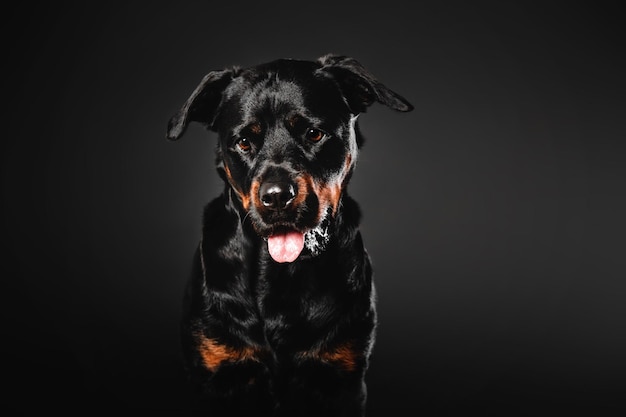 Chien rottweiler sur fond noir en studio