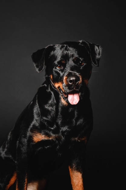 Chien rottweiler sur fond noir en studio