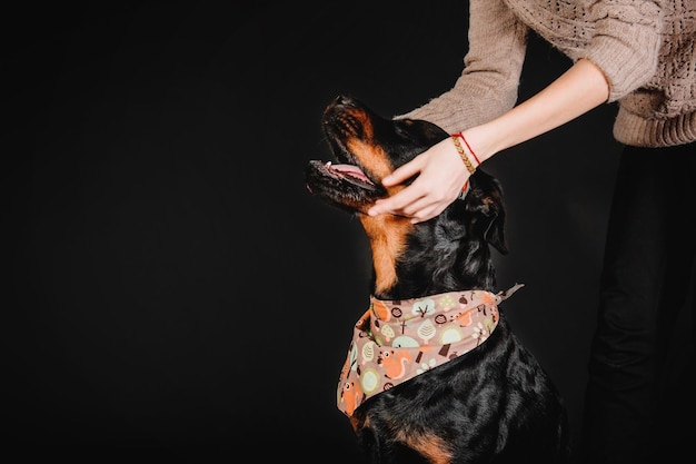 Chien rottweiler sur fond noir en studio