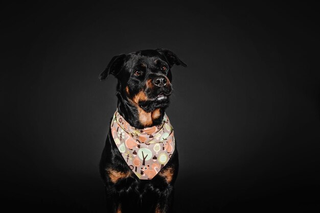 Chien rottweiler sur fond noir en studio