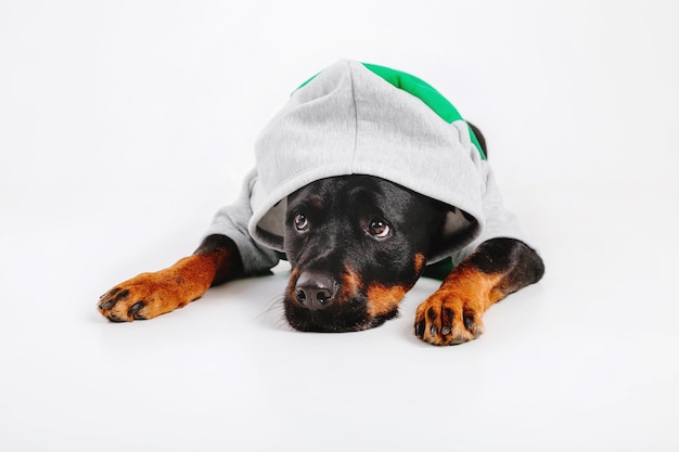 Chien Rottweiler isolé sur fond blanc.