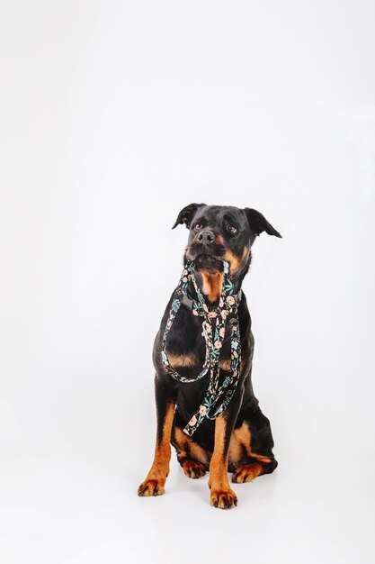 Chien Rottweiler isolé sur fond blanc.