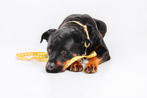 Chien Rottweiler isolé sur fond blanc.