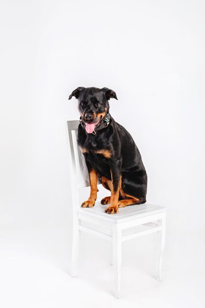 Chien Rottweiler isolé sur fond blanc.