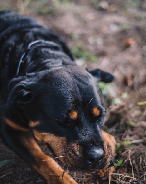 Chien rottweiler de ligne allemande femelle profitant d'une journée à la campagne