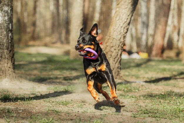 Chien Rottweiler en promenade