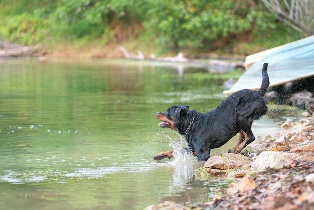 Le chien Rottweiler saute dans le concept d'été de l'eau