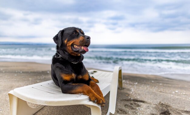 Chien Rottweiler se reposant sur une chaise longue sur la plage