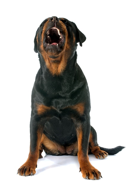 Chien rottweiler