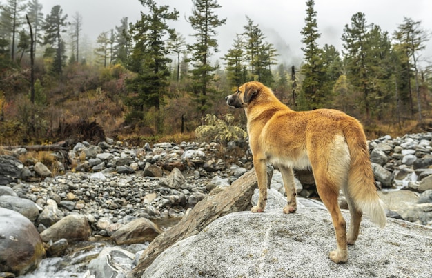 Photo chien rouge dans une forêt de montagne liberté et promenades actives pour un animal de compagnie