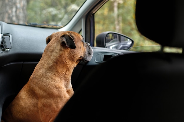 Le chien rouge dans la voiture est fermé. protection. espace libre pour le texte