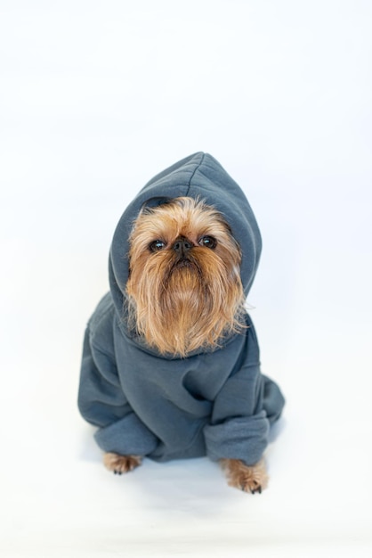 Chien rouge fantaisie avec une barbe de la race Griffon bruxellois dans un sweat à capuche gris isolé sur blanc