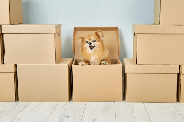 Le chien rouge heureux est prêt à se déplacer dans une boîte en carton