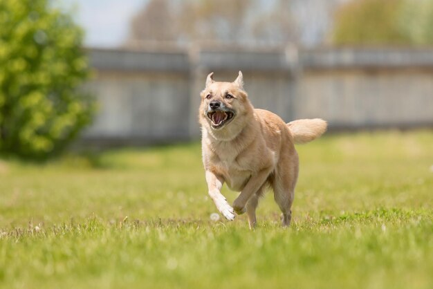 Photo un chien rouge heureux qui court sur l'herbe verte