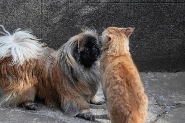 chien rouge jouant avec un chat rouge à l'extérieur pendant la journée