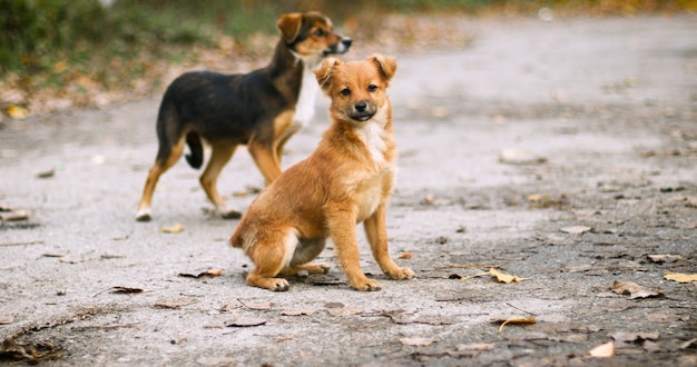 Chien rouge mignon regardant la caméra dans la rue