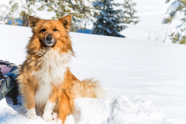 Chien rouge mignon se reposant sur la neige près des pins