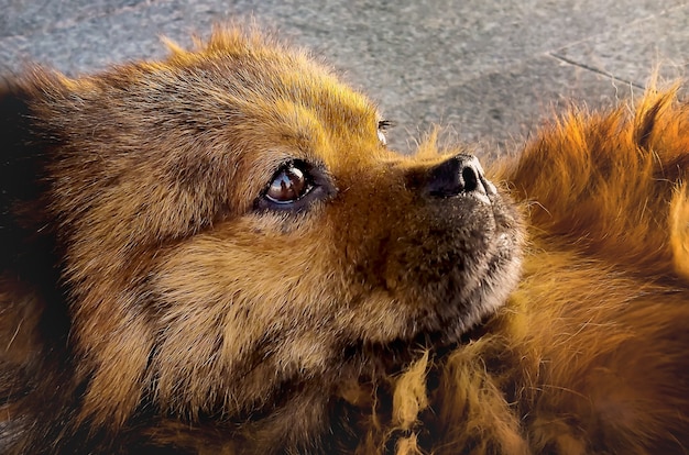 Chien rouge pelucheux mignon avec des yeux pensifs tristes au soleil dans la rue