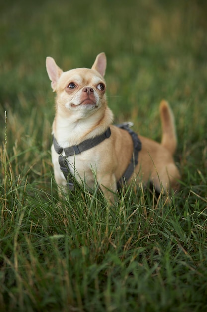 Le chien rouge à poil lisse de la race Chihuahua marche et s'assoit sur l'herbe verte en été.