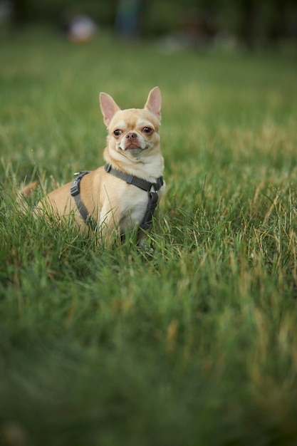 Le chien rouge à poil lisse de la race Chihuahua marche et s'assoit sur l'herbe verte en été.