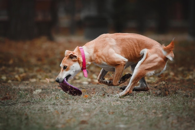 Chien rouge de race mixte attrapant un disque volant sur fond d'automne