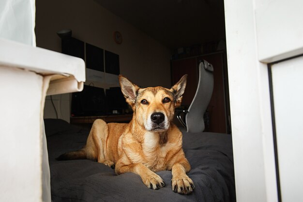 Chien rouge reposant sur le lit près du balcon