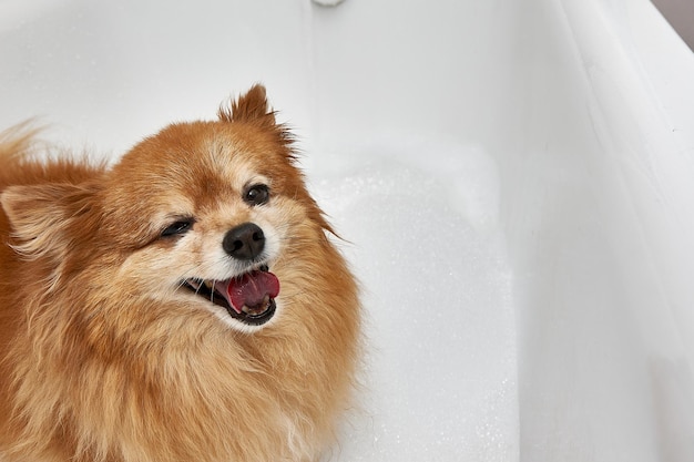 Chien rouge satisfait est sur le point de prendre un bain