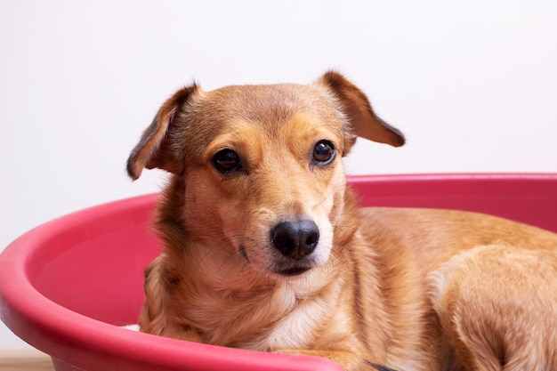 Un chien rouge se trouve dans un canapé rouge