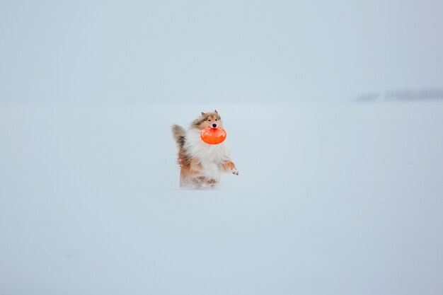 Le chien Rough Collie en hiver