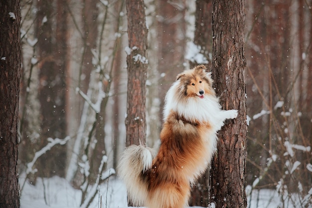 Le chien Rough Collie en hiver