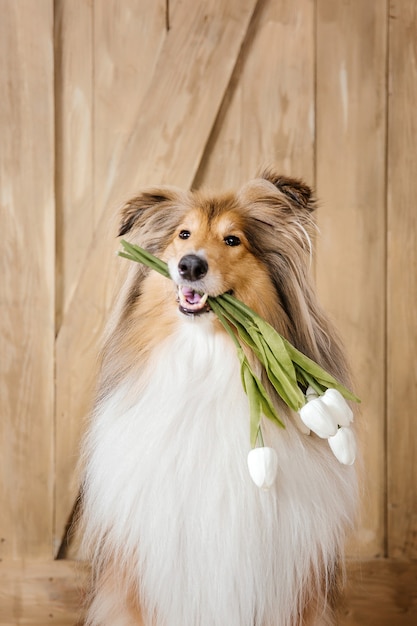 Le chien Rough Collie à la maison Chien à l'intérieur