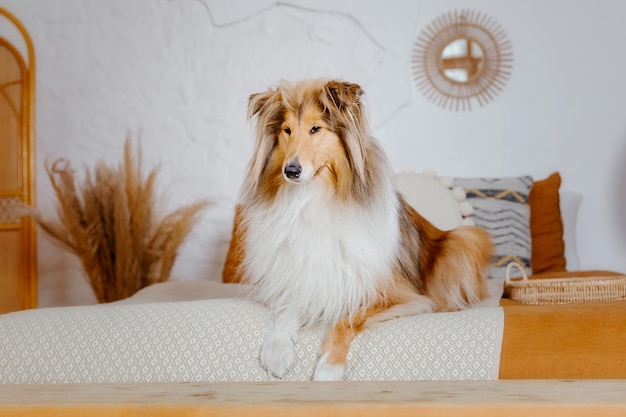 Le chien Rough Collie à la maison Chien à l'intérieur